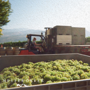 Moving grapes during harvest 2023 at Hester Creek Estate Winery