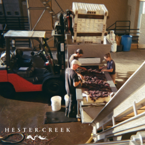 Sorting grapes during harvest 2023 at Hester Creek Estate Winery