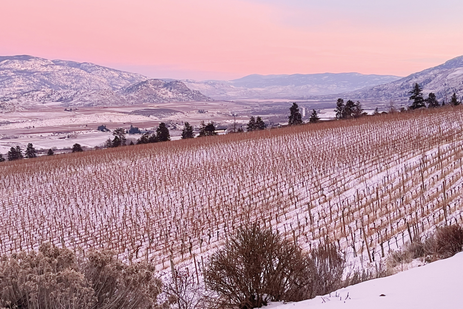 Winter in Wine Country at Hester Creek