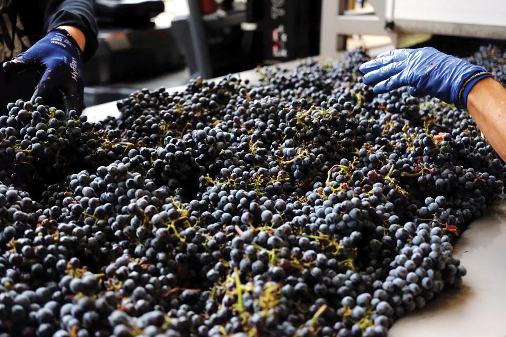 Winemaking at Hester Creek - Crush Pad