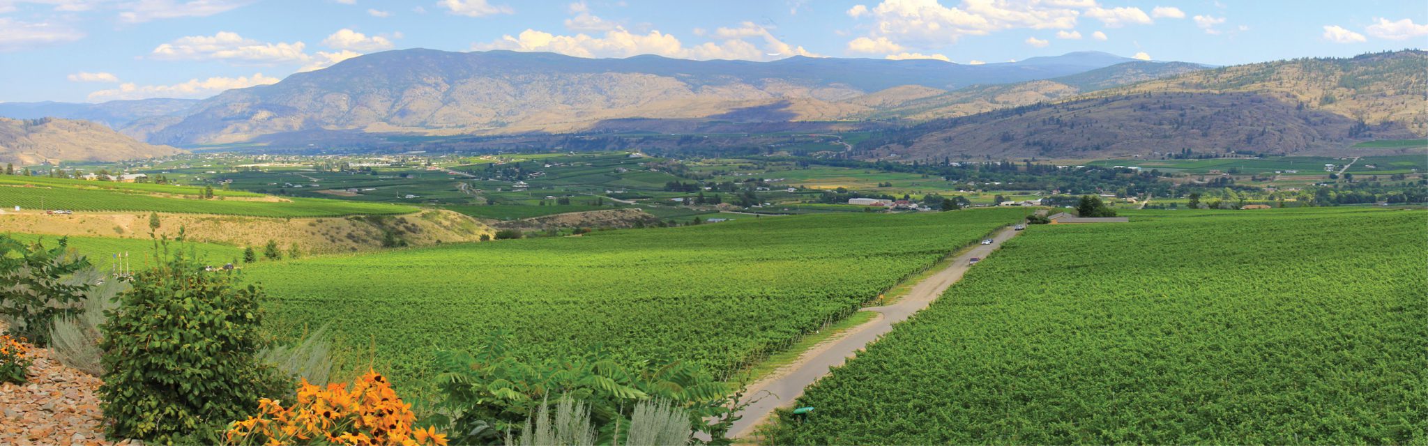 Golden Mile Bench vineyard views