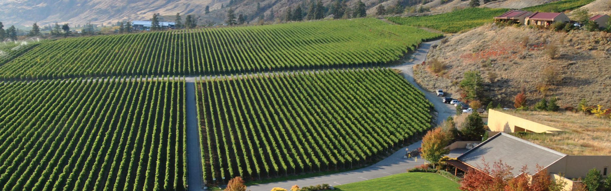 Our vineyard at Hester Creek