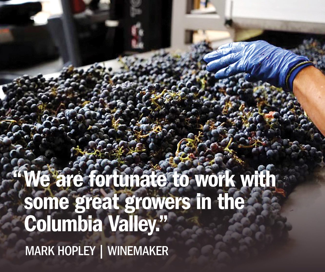 Sorting grapes on the crush pad at Hester Creek Estate Winery