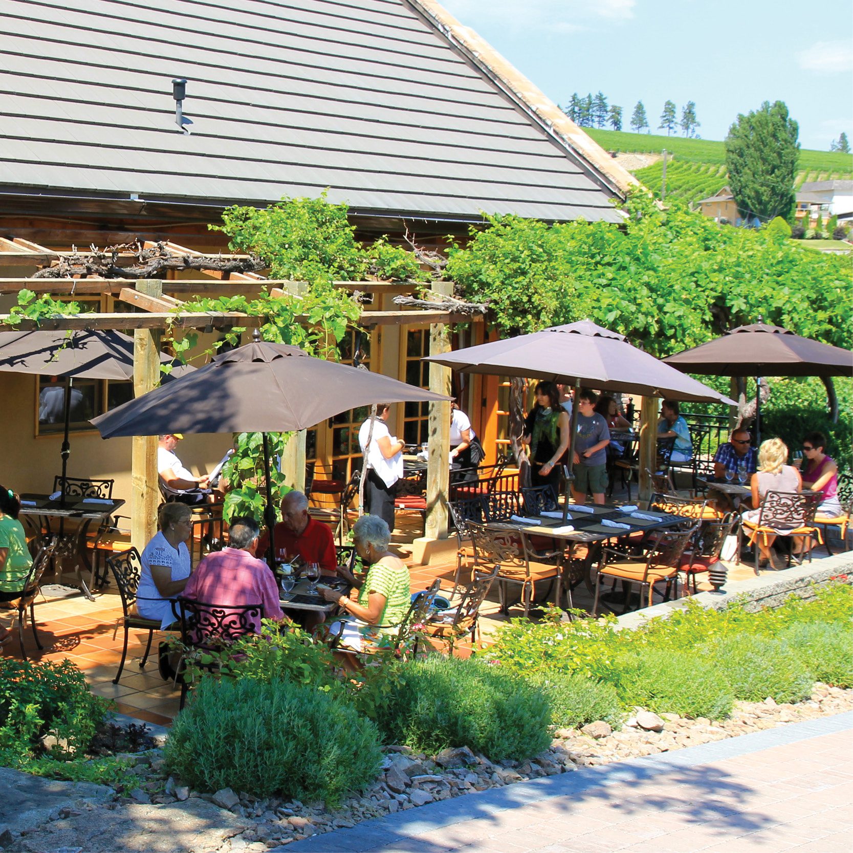 Visit Hester Creek - the vine-covered patio at Terrafina