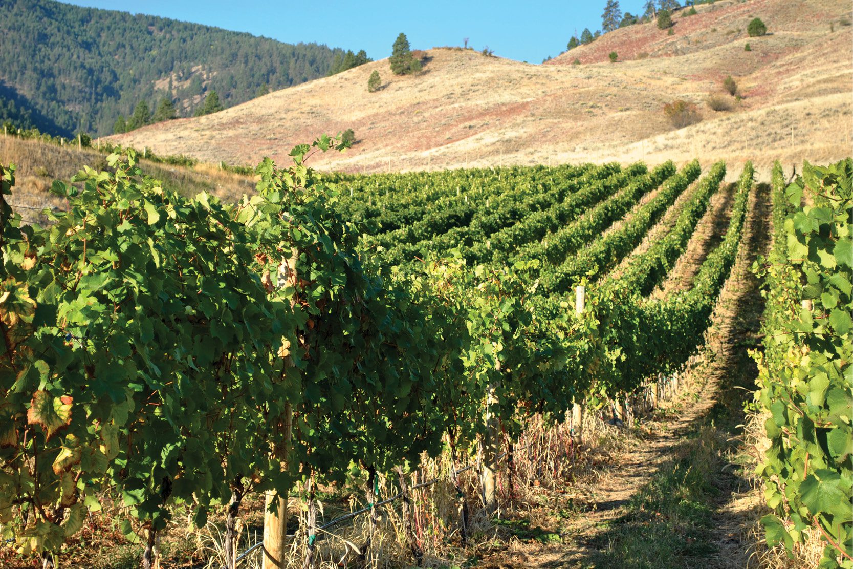 Winemaking at Hester Creek - Vineyard / Terroir