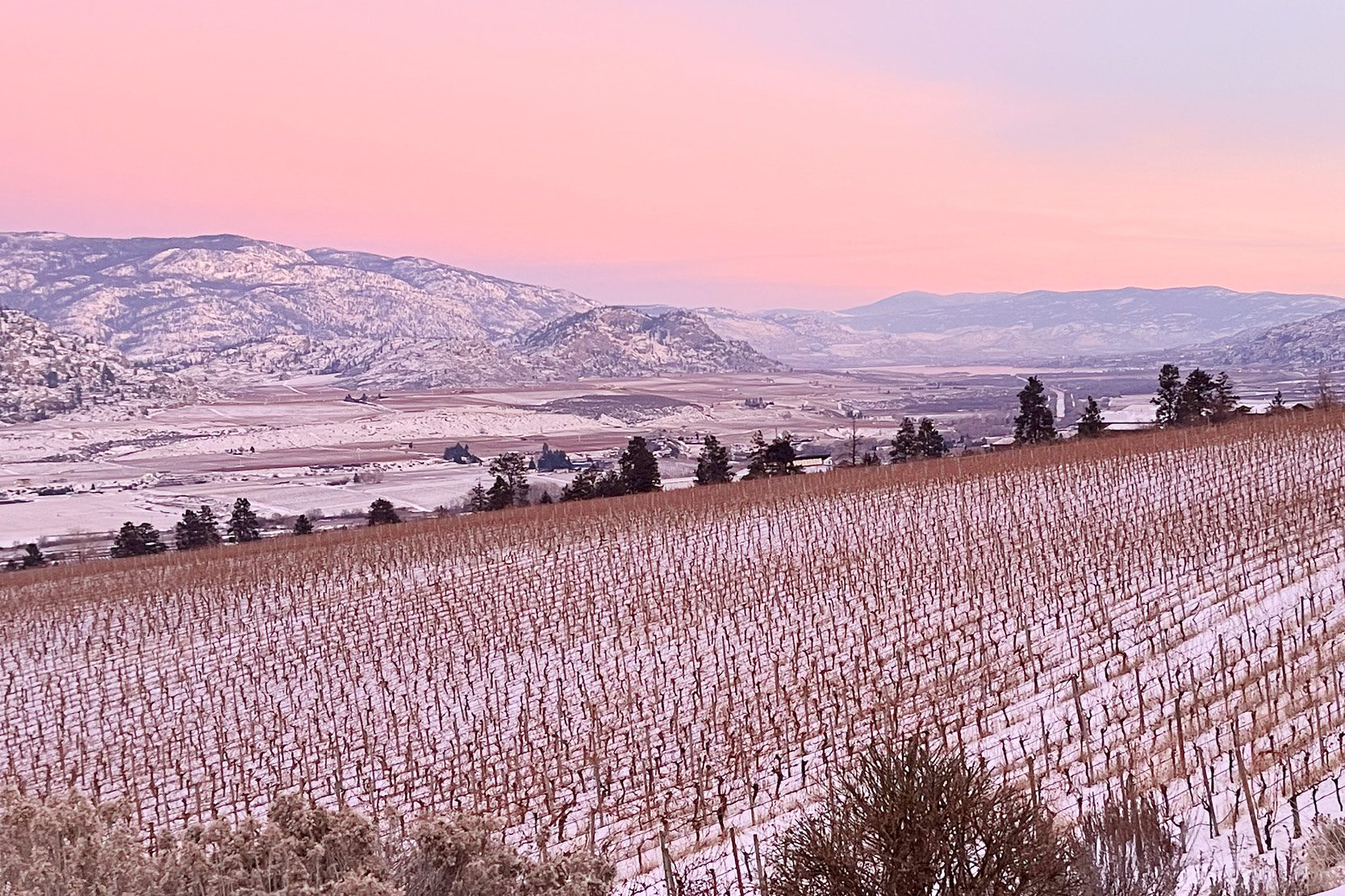 Snow covered vineyard